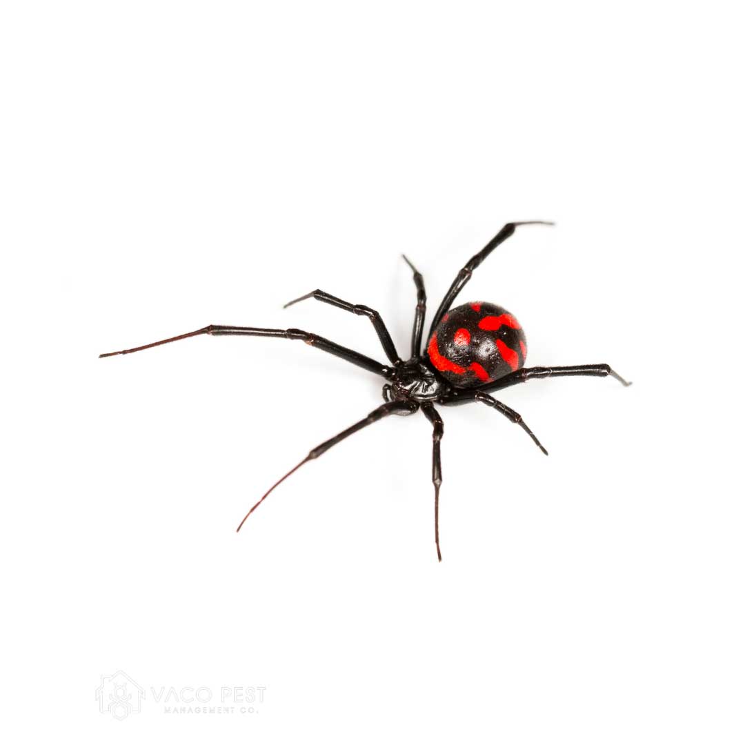 2ca517_0b607ad1be60443c845aea92aea65e77~mv2 image Black widow spider found in Virginia and North Carolina