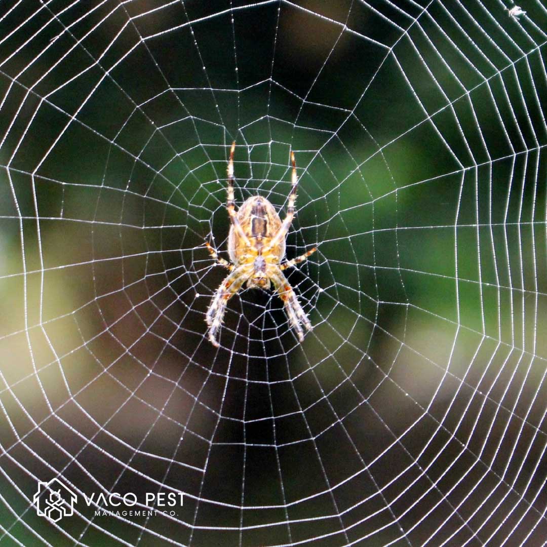 2ca517_407880c6c68341dd9cc9d40c3592cc7c~mv2 image Interesting facts about Spiders in Virginia and North Carolina