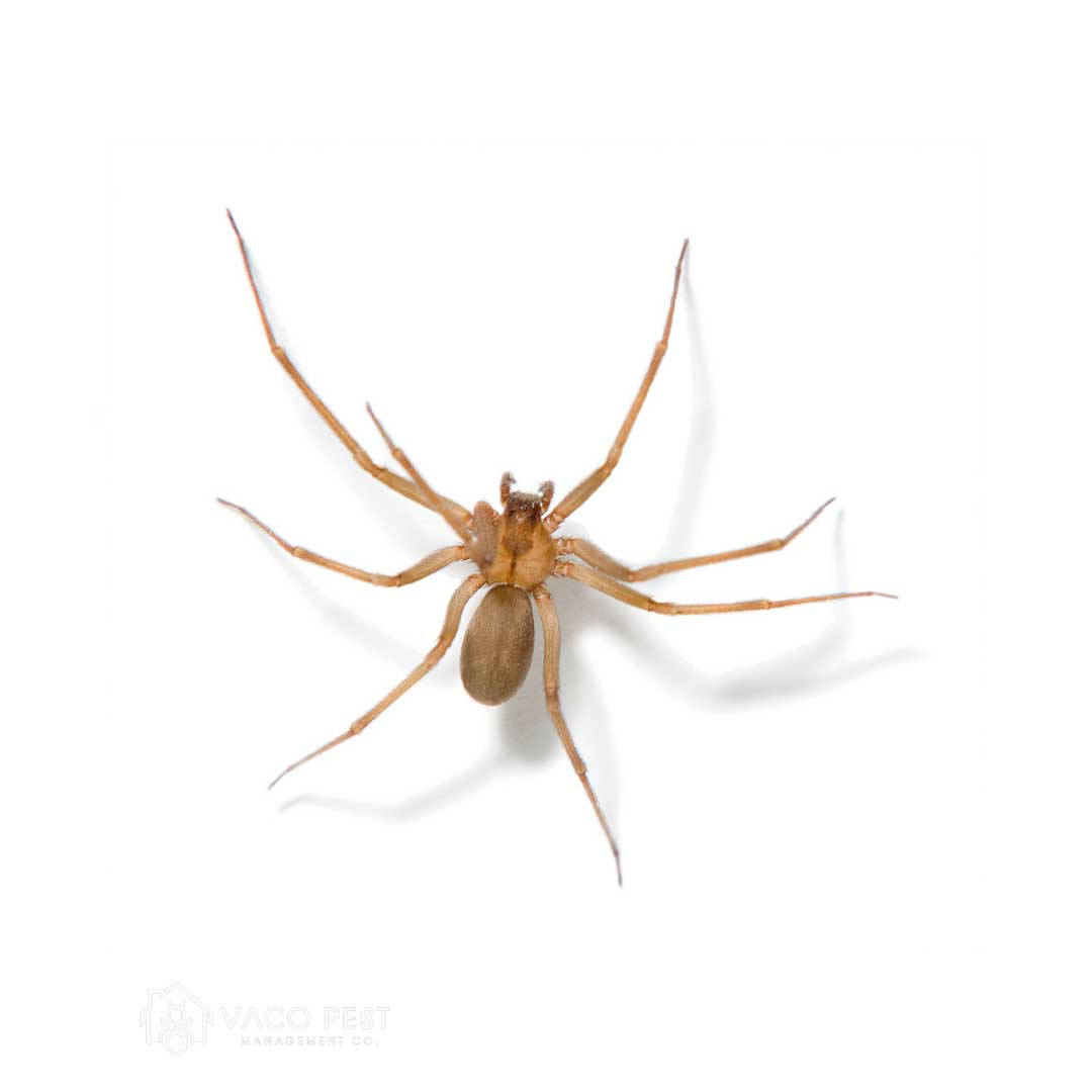 2ca517_707a9e049400492f9ed78df03c7f9c8e~mv2 image Brown Recluse spider found in North Carolina and Virginia