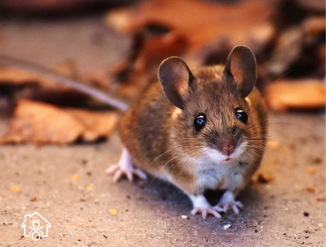 2ca517_f5bb66eaea634590866922cc6560e0b3~mv2 image Mice and rats find their way indoors to find warmth in the fall.